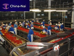 Tomato sorting table