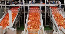 Sorter for the food industry opticalautomaticfor tomatoes