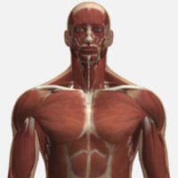 Radiography simulation module anatomyupper bodyweb-based
