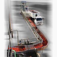Fruit processing line