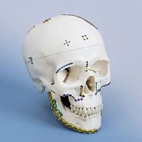 Mandible compression plate OPTIMUSlockingnon-lockingmetallic