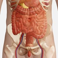 Radiography simulation module anatomyweb-based