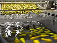 Disc feeder automaticfood