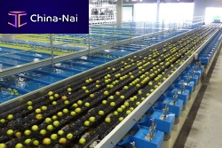 Sorting machine for the food industry GEOSORTautomaticfor fruitfor vegetables
