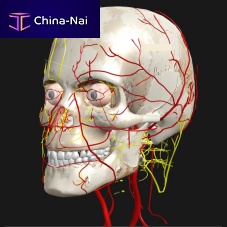 Education software medicalanatomy3D viewing