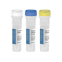 Solution reagent kit 01-16-KIT-0000SDNA polymerasefor researchdiagnostic