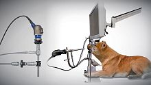 Open surgery camera head VITOM® 25veterinaryanalogHD